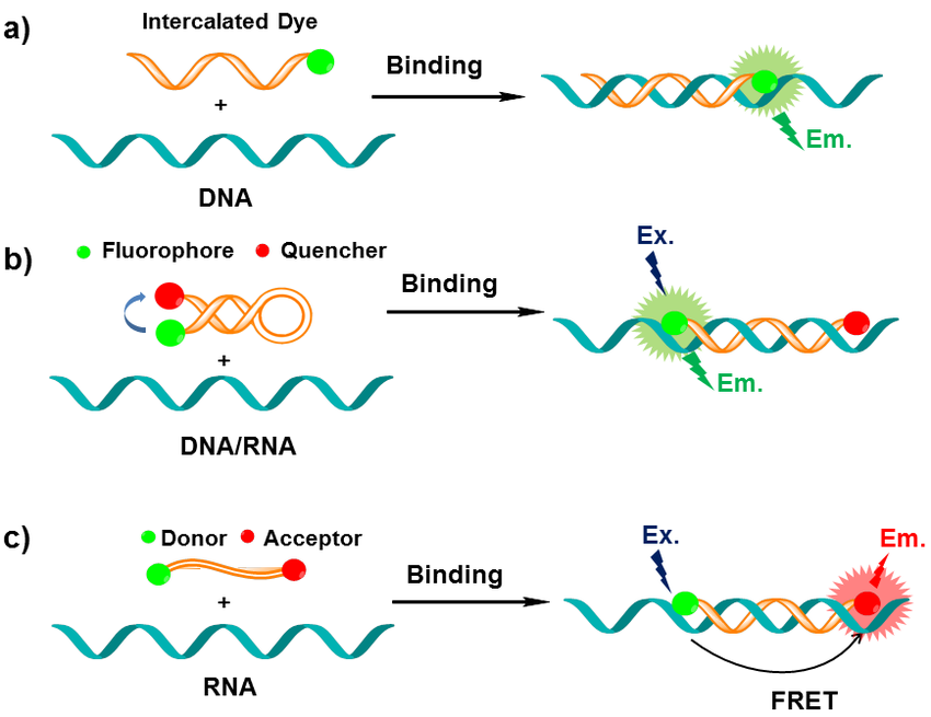 10種最佳的 DNA 染料和探針